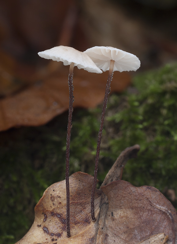 Gymnopus quercophilus